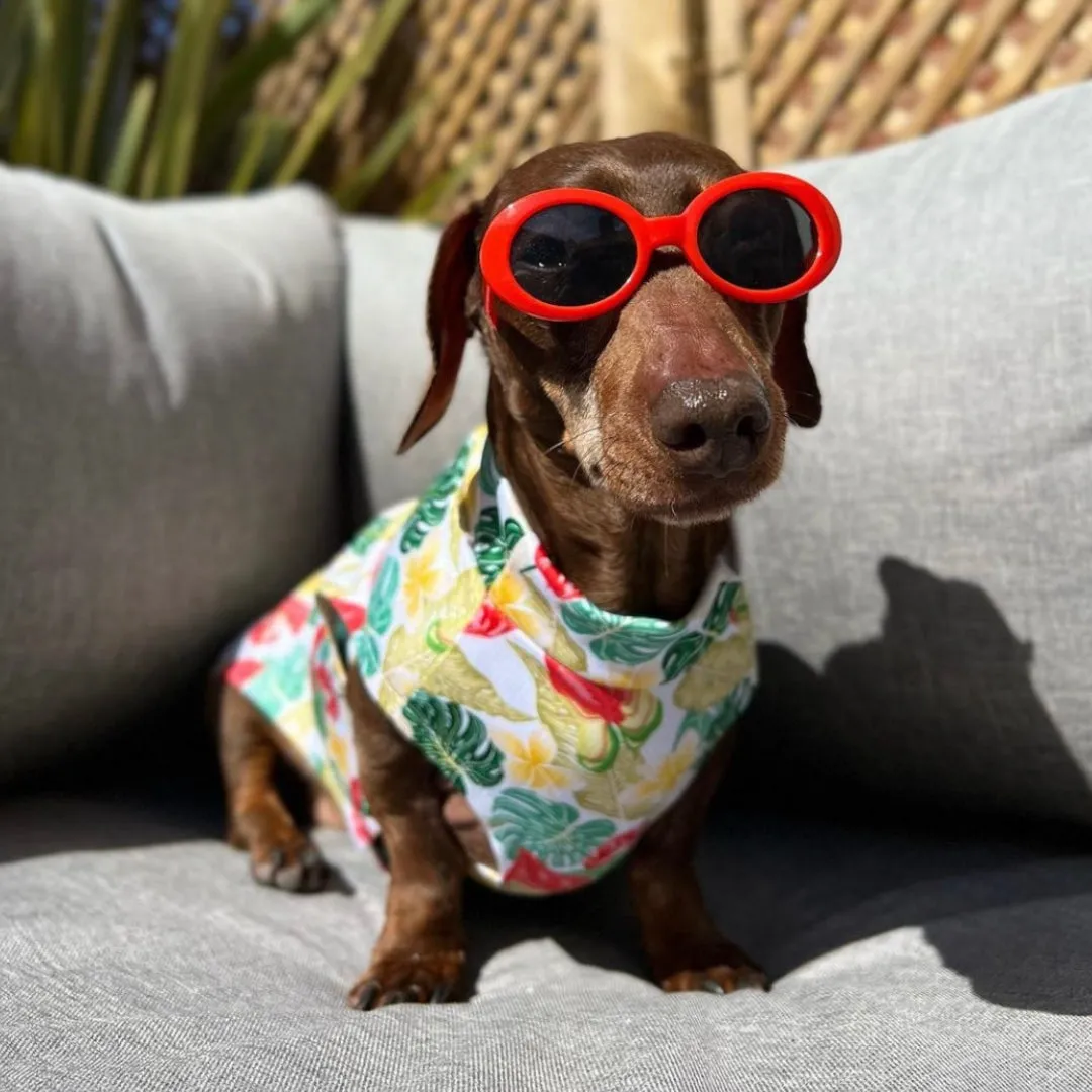 Dachshund Cooling Vest